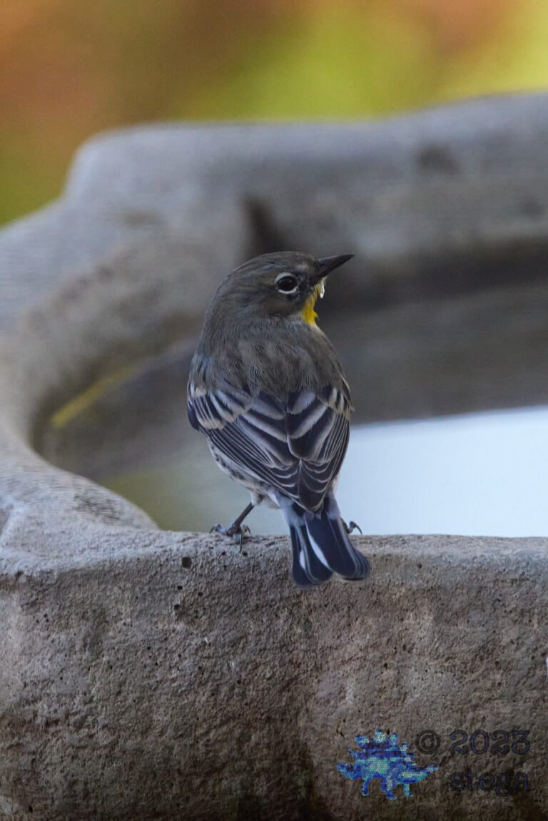 Yellow-rumped Warbler