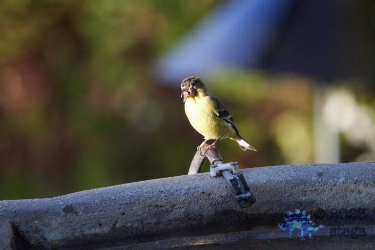 Sick Lesser Goldfinch