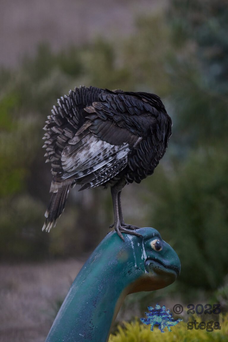 Wild Turkey