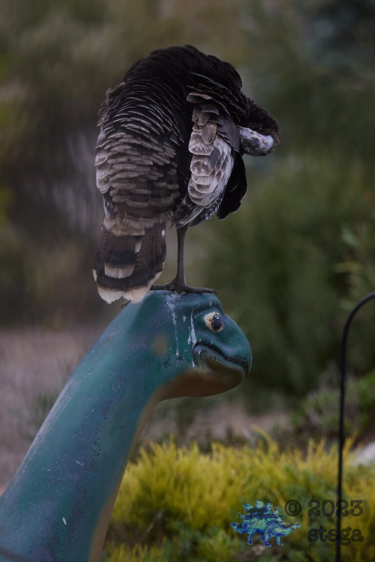 Wild Turkey