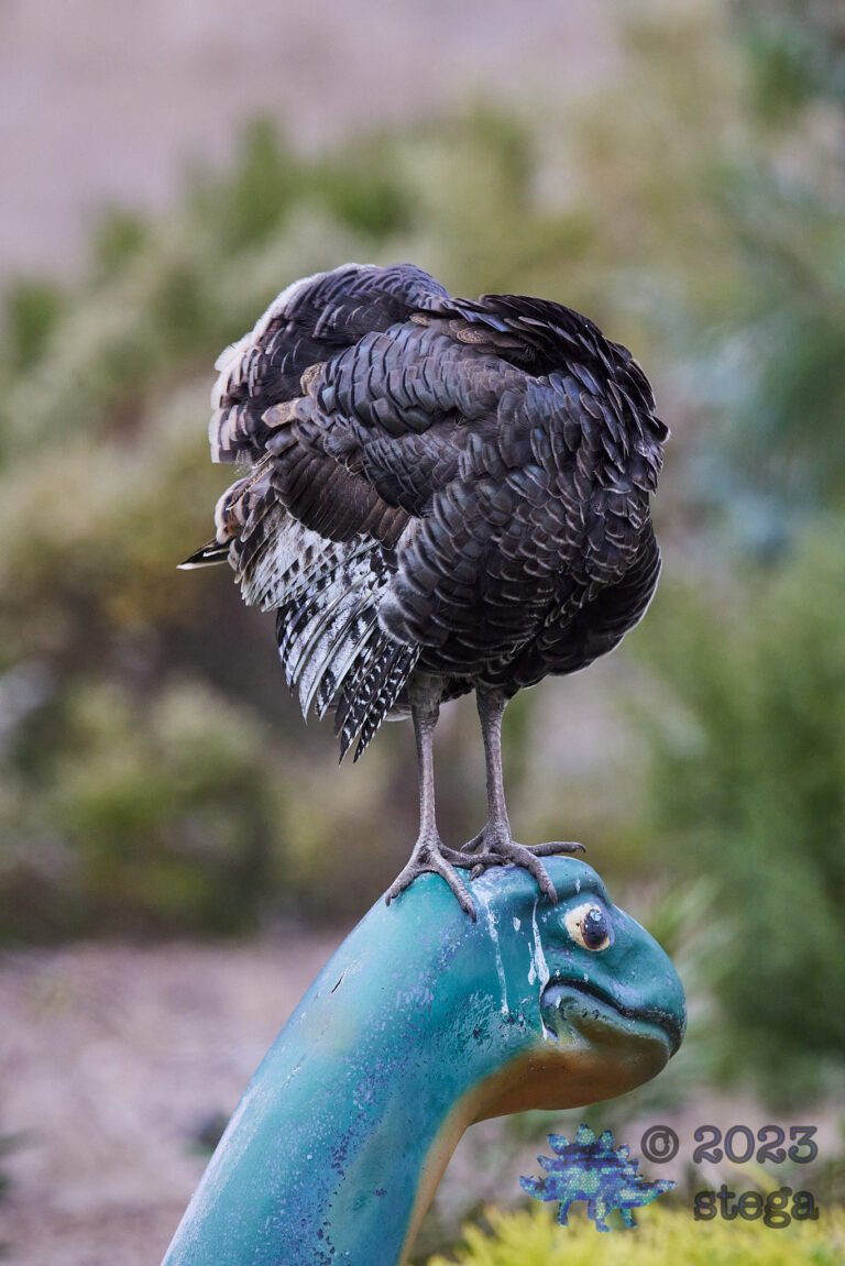 Wild Turkey