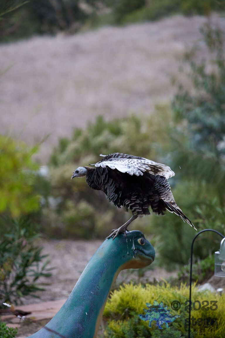 Wild Turkey