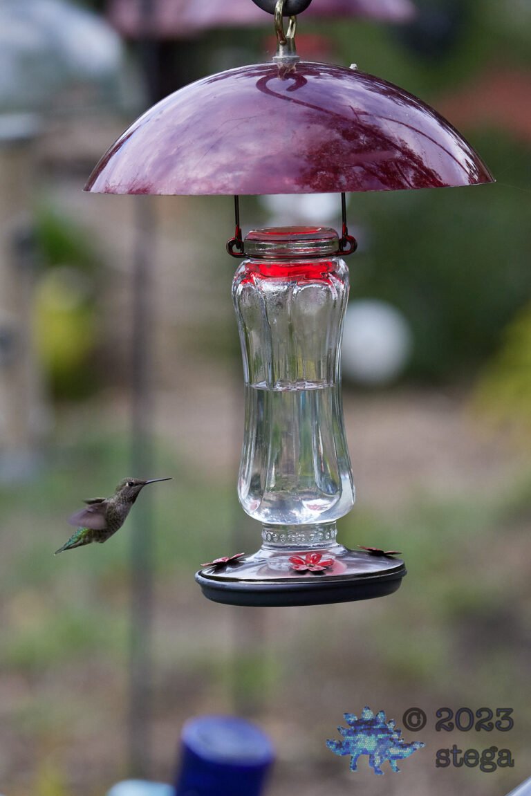 Anna’s Hummingbird