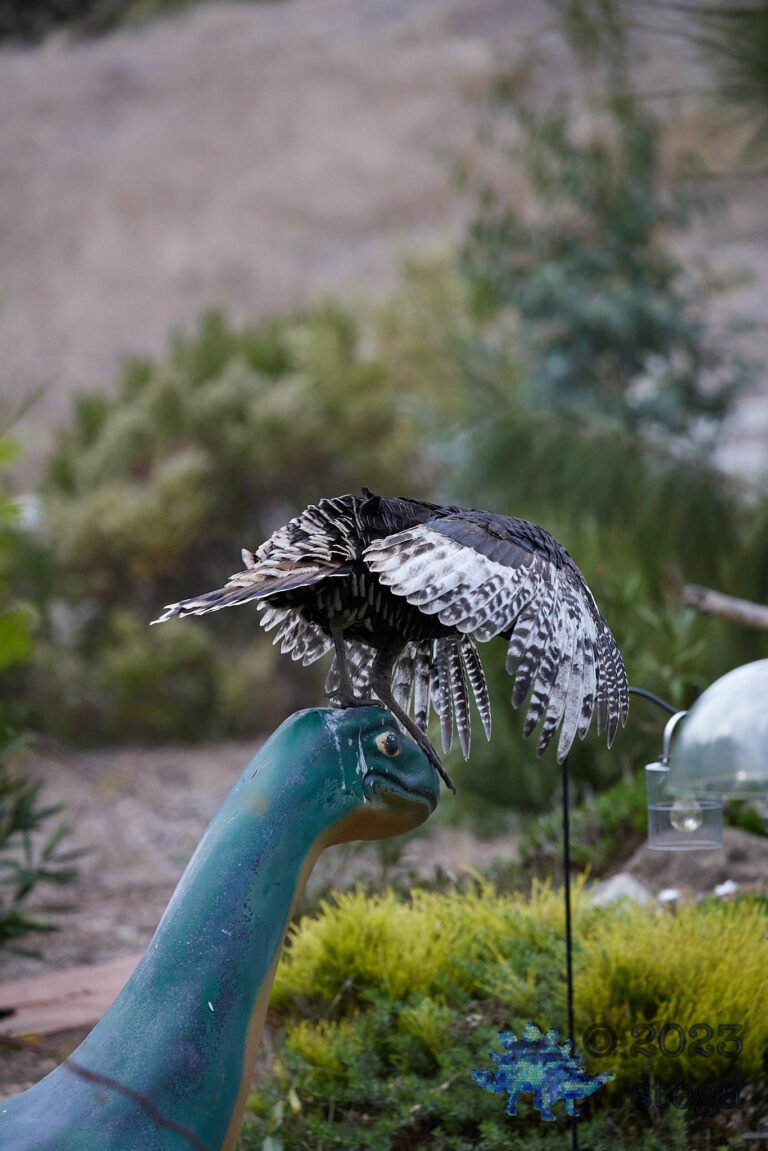 Wild Turkey