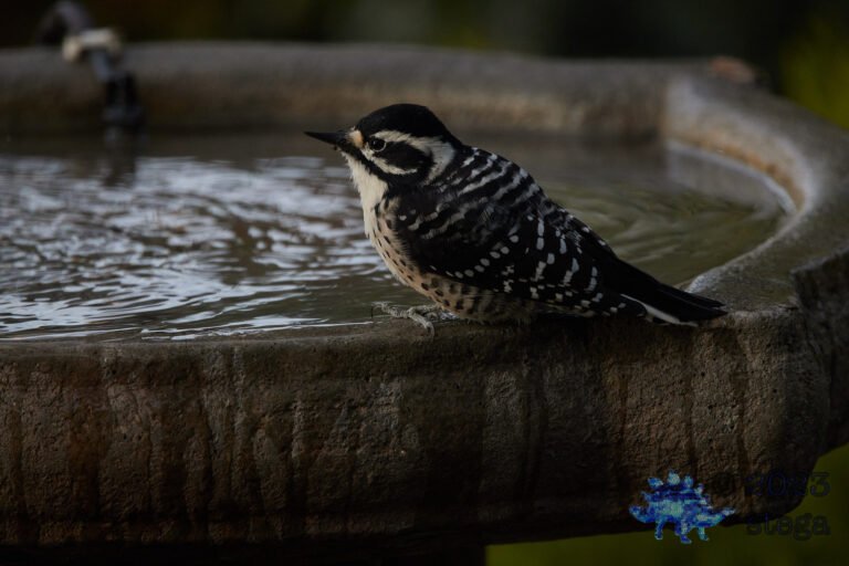 Nuttall’s Woodpecker