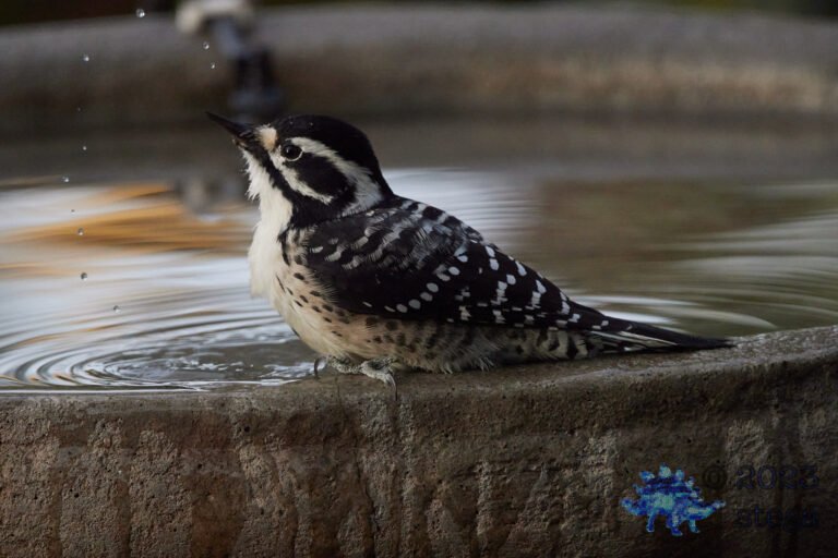 Nuttall’s Woodpecker