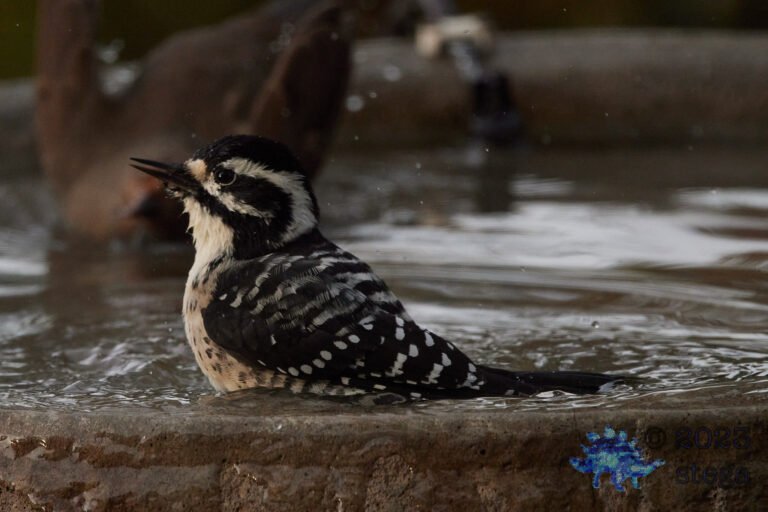 Nuttall’s Woodpecker