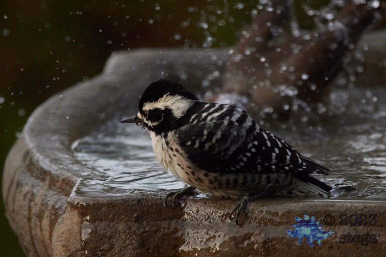 Nuttall’s Woodpecker