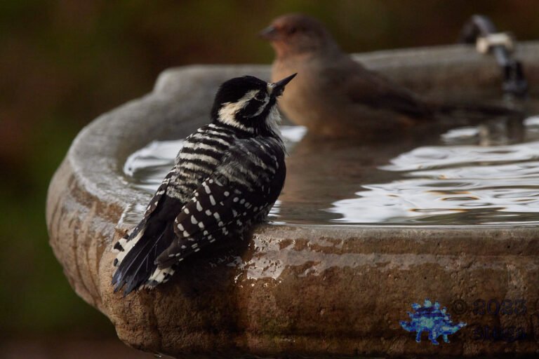 Nuttall’s Woodpecker