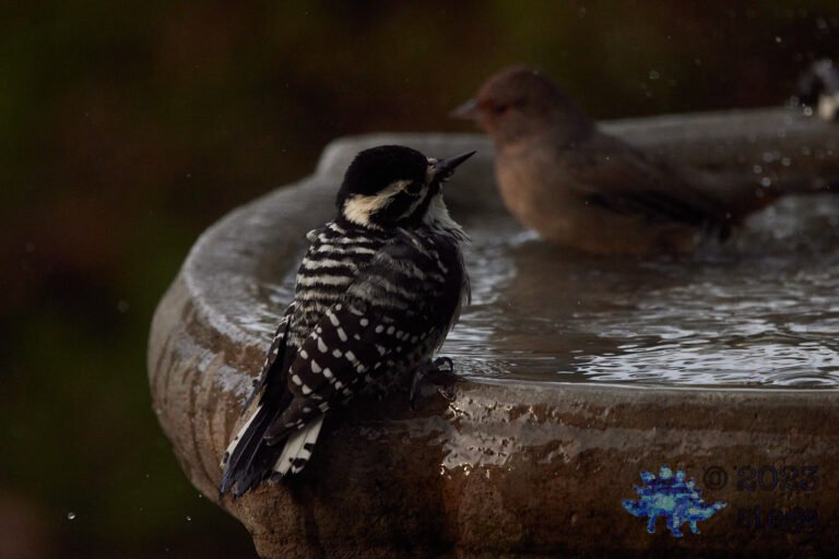 Nuttall’s Woodpecker