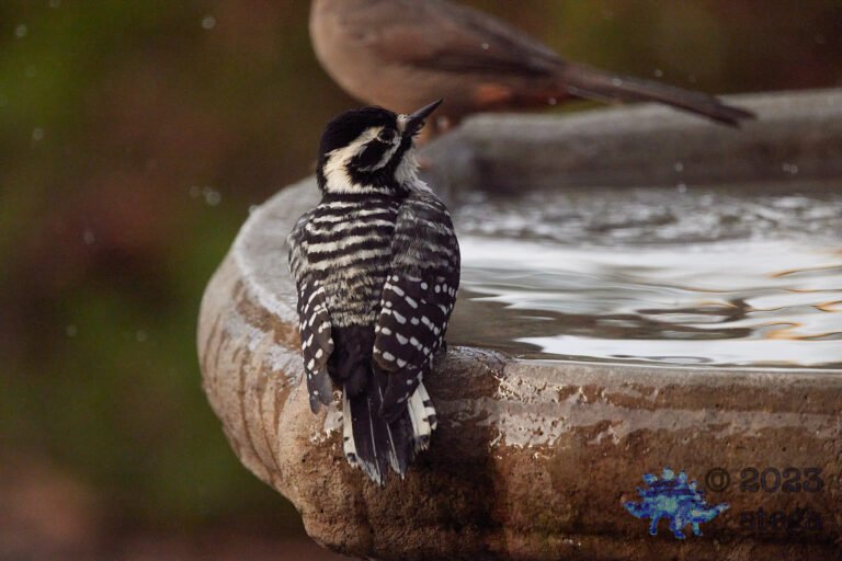 Nuttall’s Woodpecker