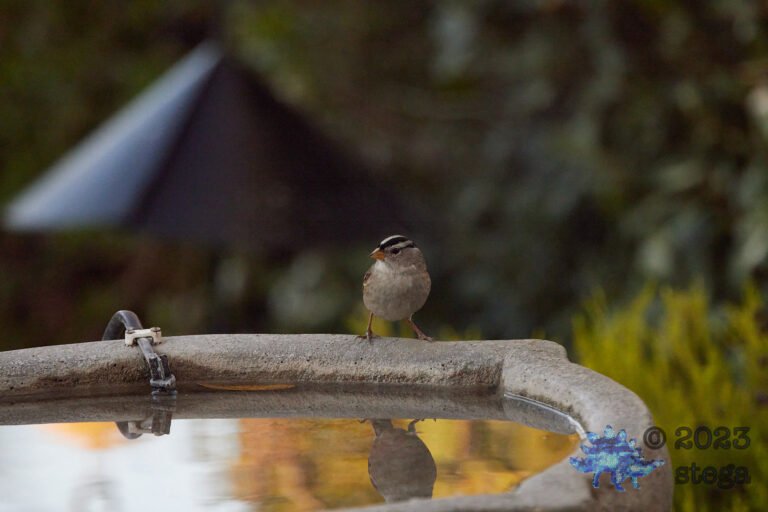White-Crowned Sparrow