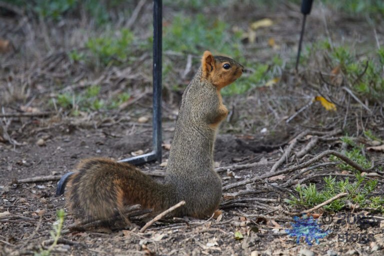 Fox Squirrel
