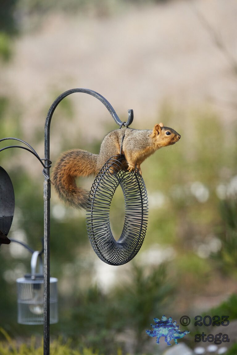 Fox Squirrel
