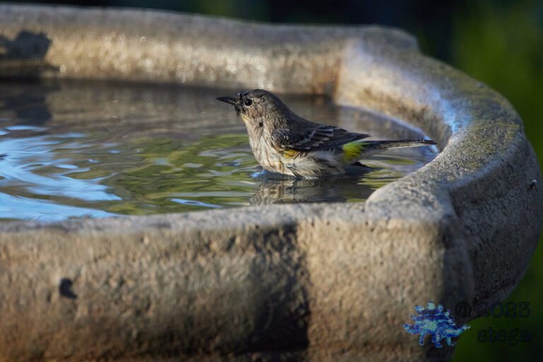 Yellow-rumped Warbler