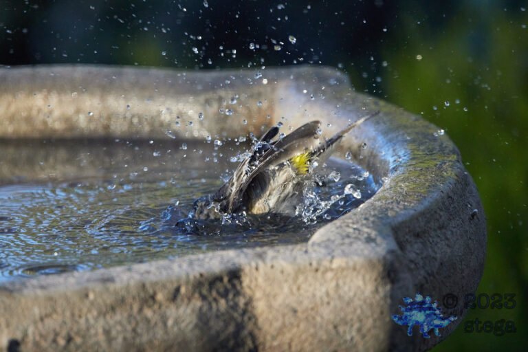 Yellow-rumped Warbler