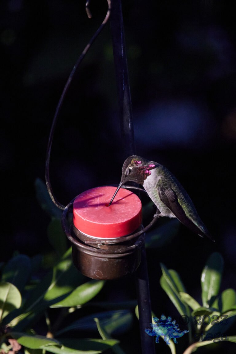 Anna’s Hummingbird