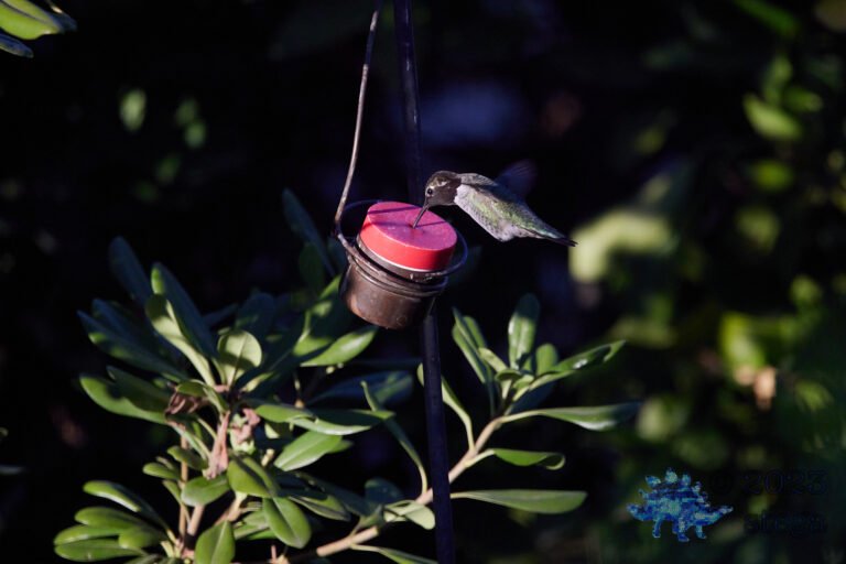 Anna’s Hummingbird