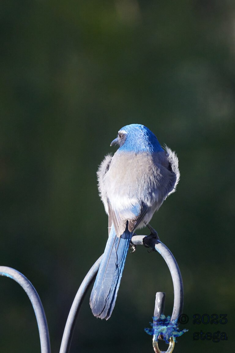 California Scrub Jay
