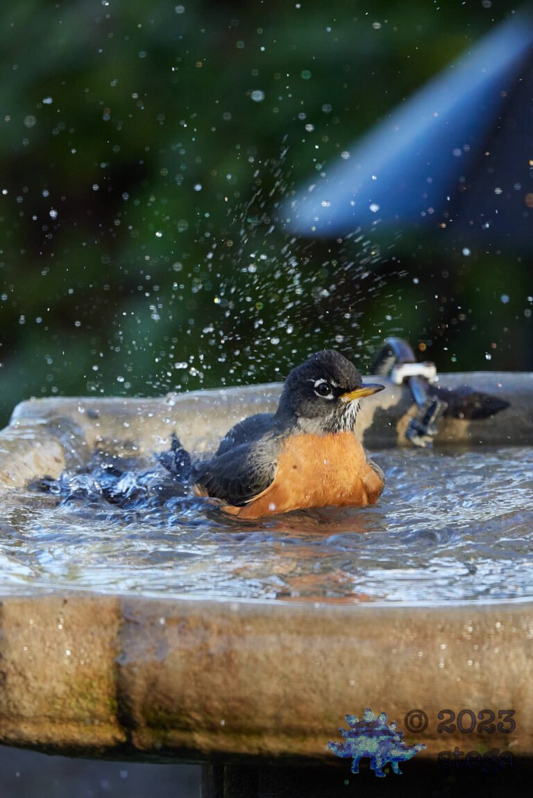 American Robin
