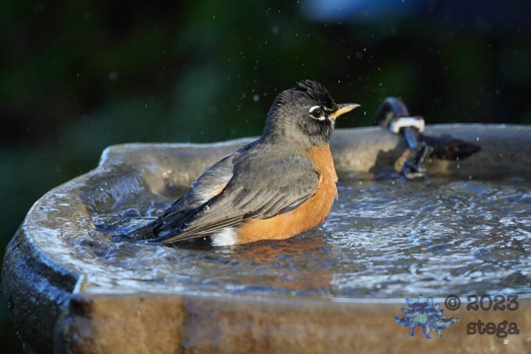 American Robin