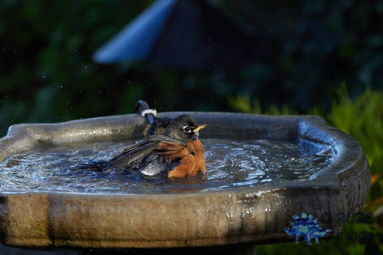 American Robin