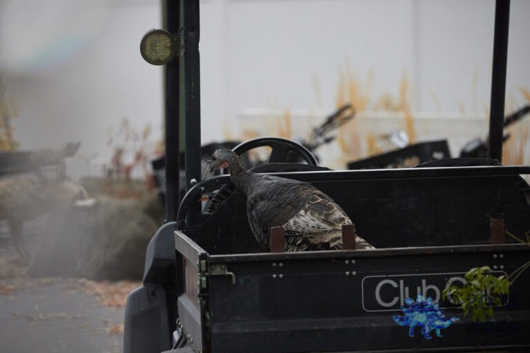 Wild Turkey