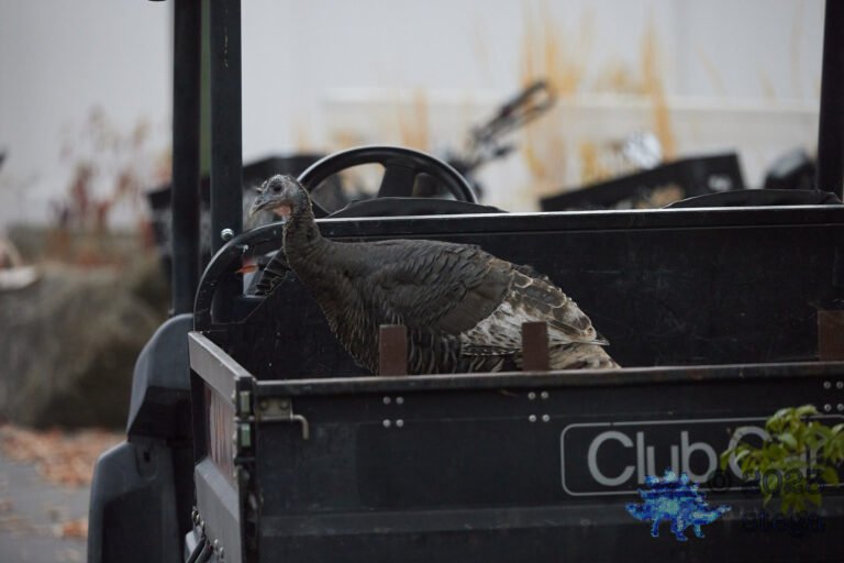 Wild Turkey