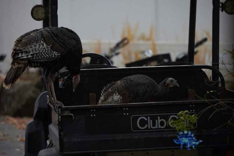 Wild Turkey