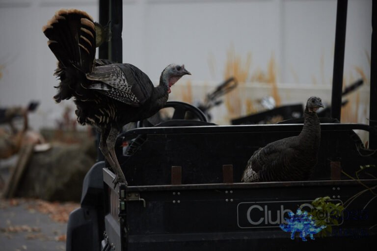 Wild Turkey
