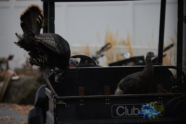 Wild Turkey