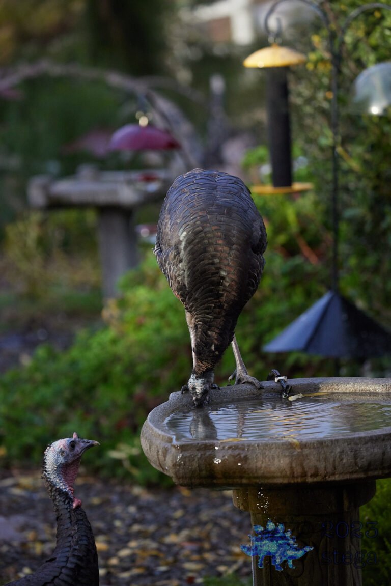 Wild Turkey