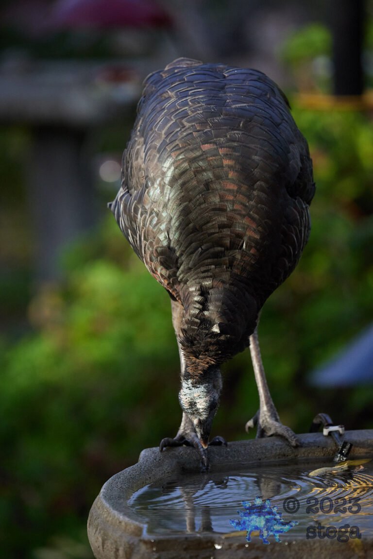 Wild Turkey