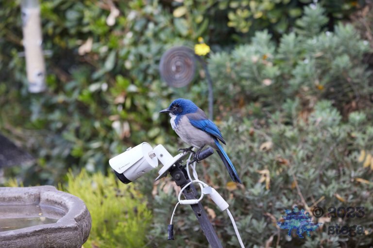 Sick Scrub Jay