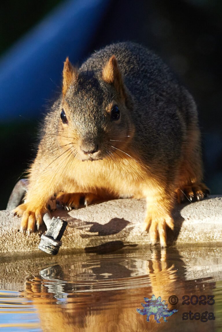 Fox Squirrel
