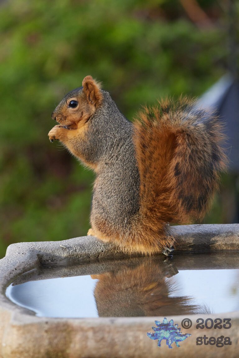 Fox Squirrel