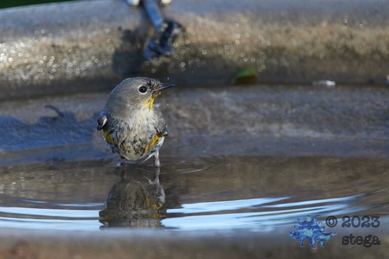 Yellow-rumped Warbler
