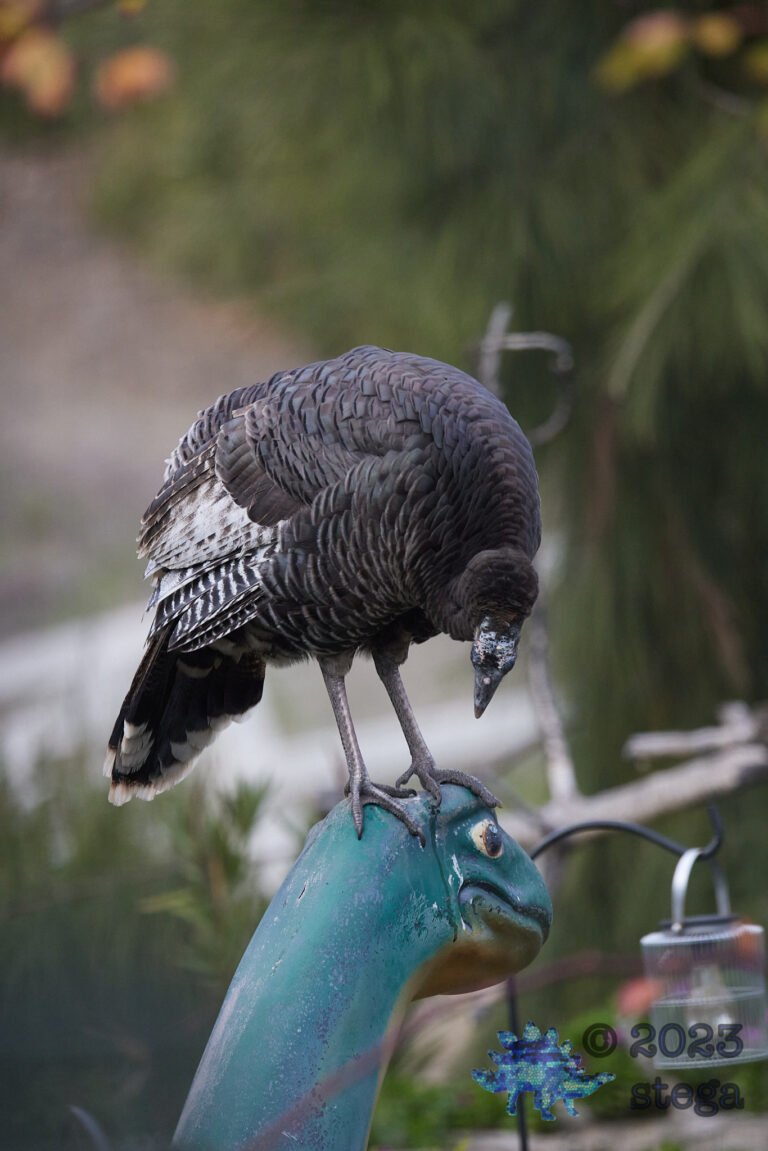 Wild Turkey