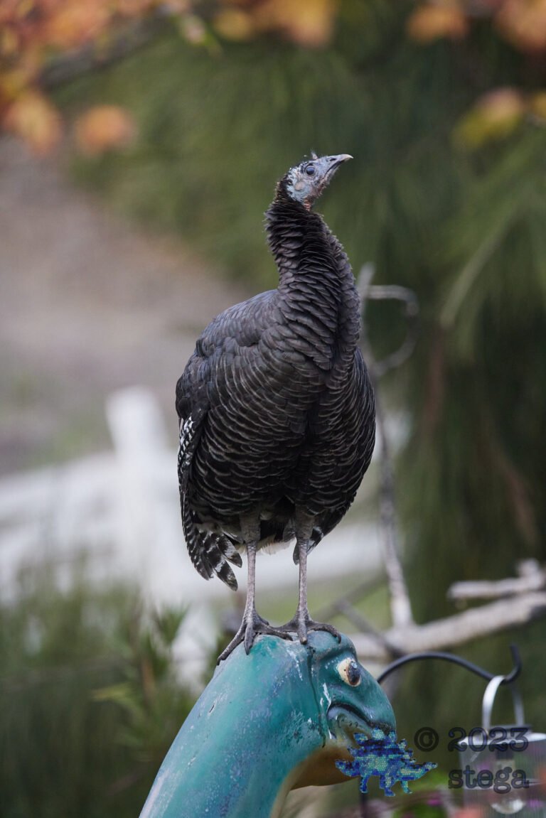 Wild Turkey