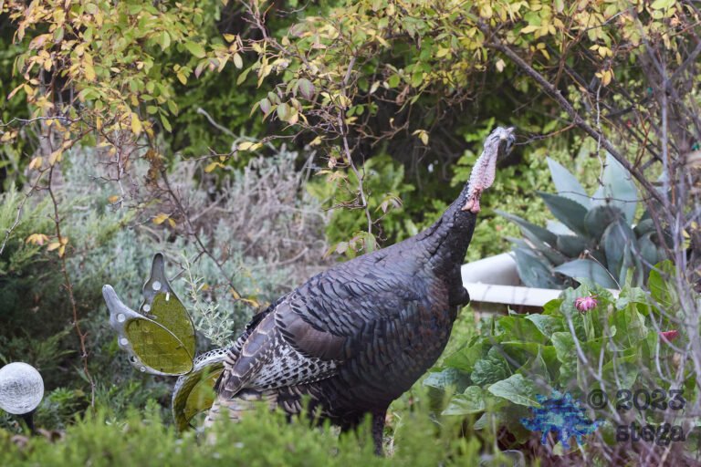 Wild Turkey