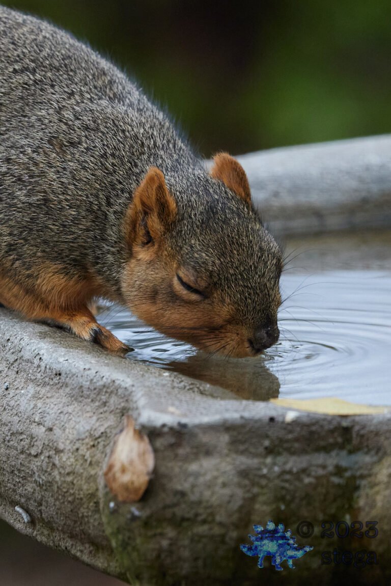 Fox Squirrel