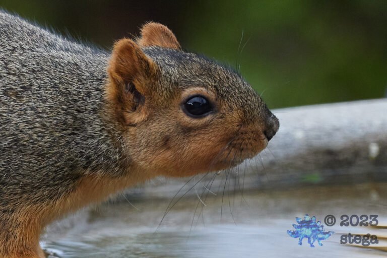 Fox Squirrel