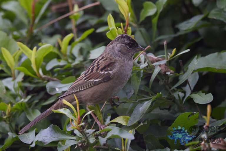 Gold-Crowned Sparrow