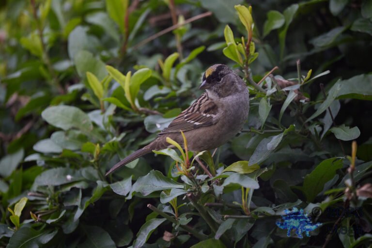 Gold-Crowned Sparrow