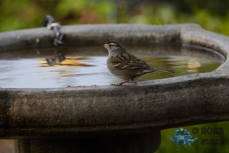 White-Crowned Sparrow