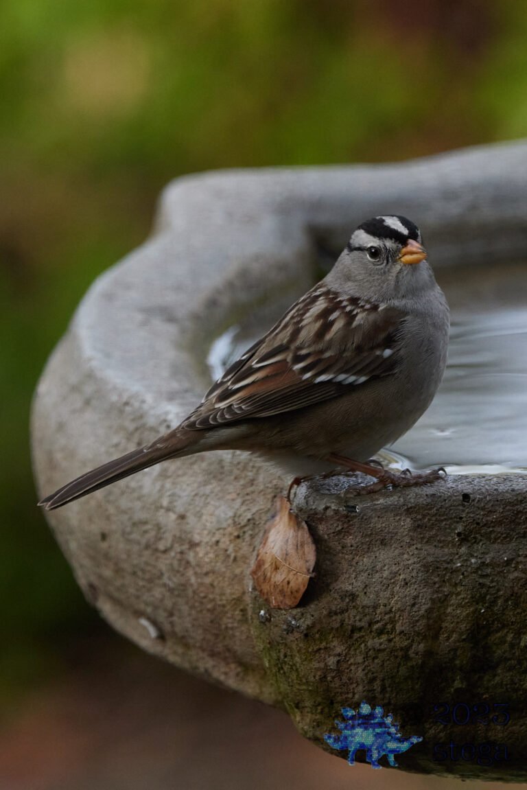 White-Crowned Sparrow