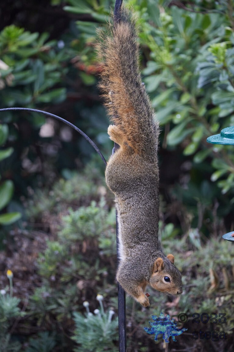 Fox Squirrel