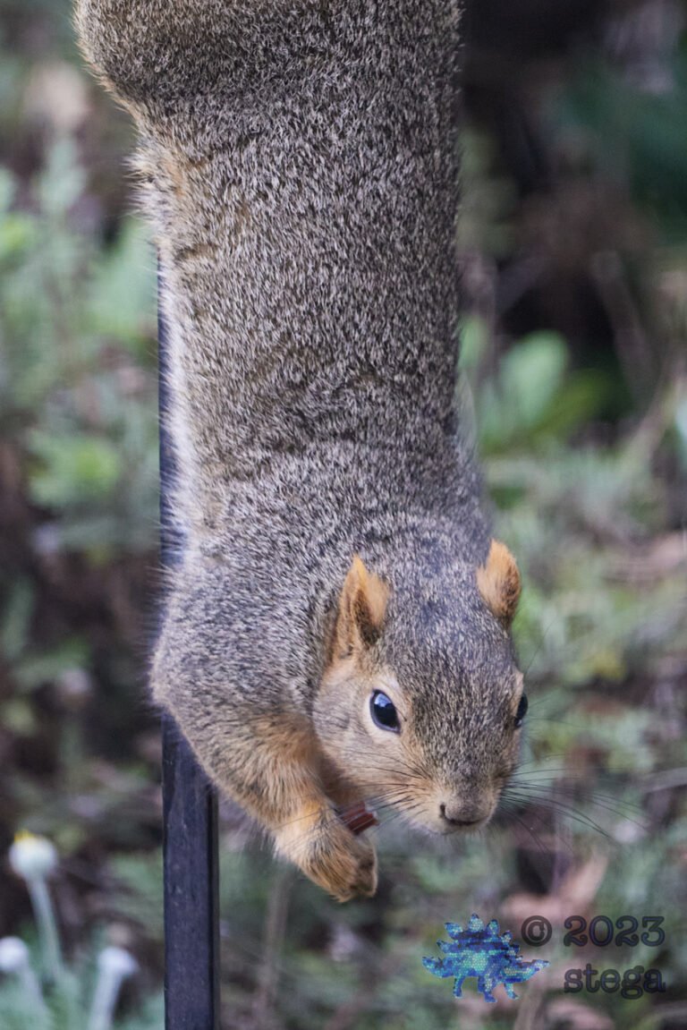 Fox Squirrel