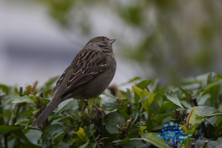 Gold-Crowned Sparrow