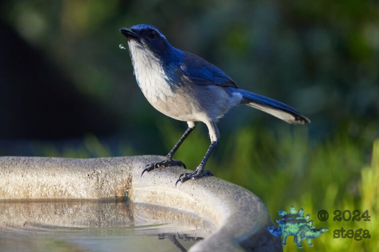 California Scrub Jay